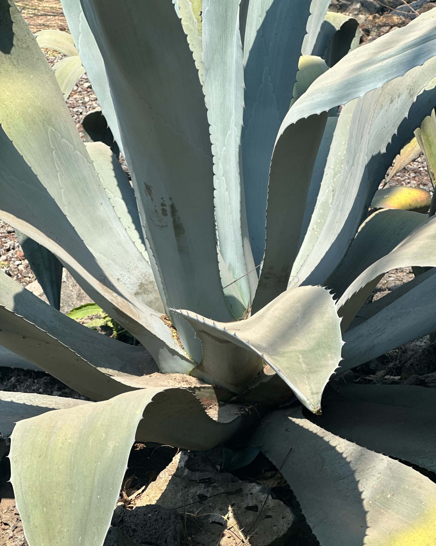 Agave in Tepoztlán