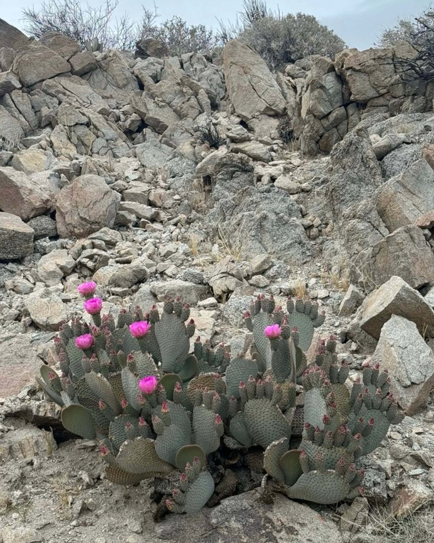 Blooming Cactus