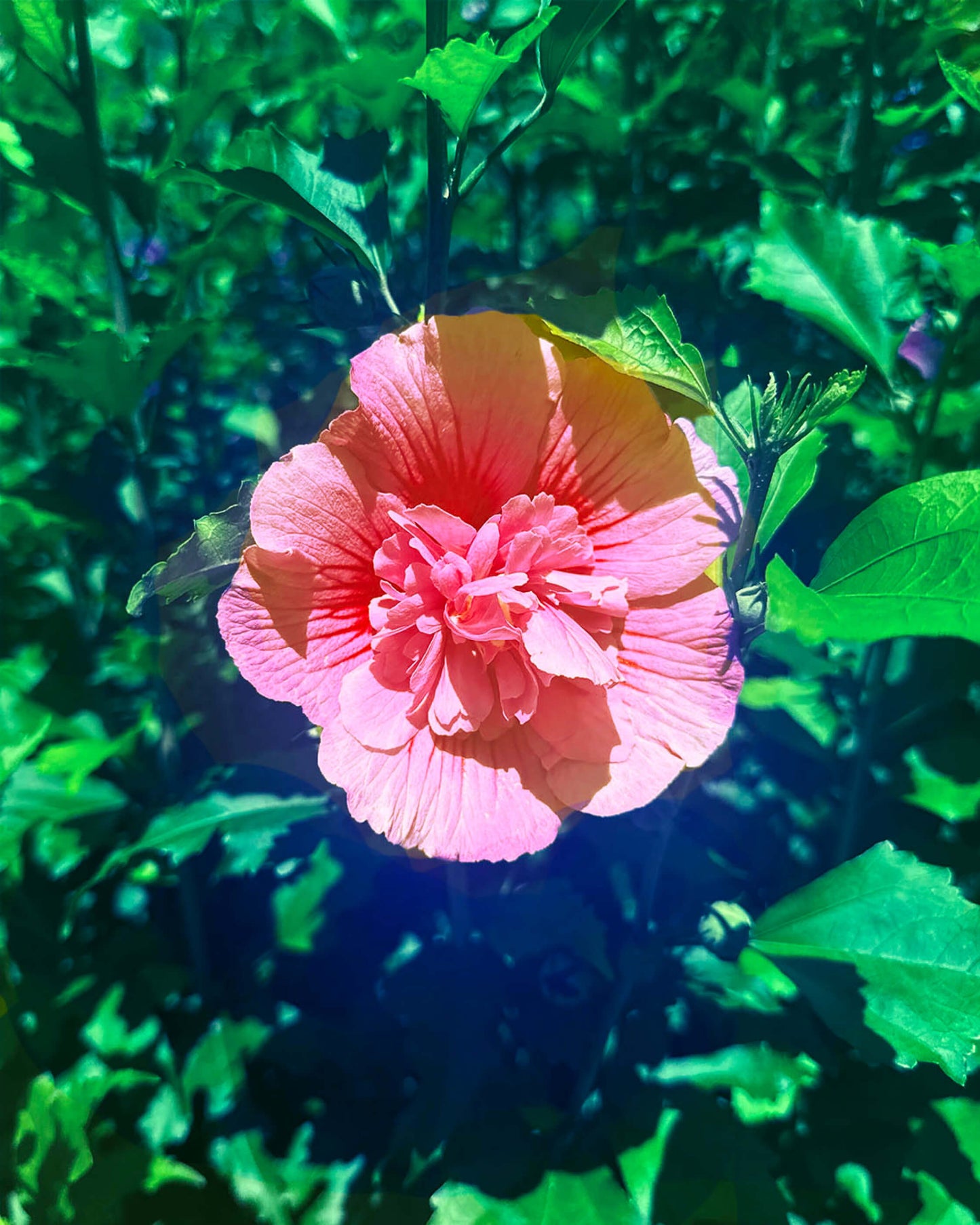 Coral Chiffon