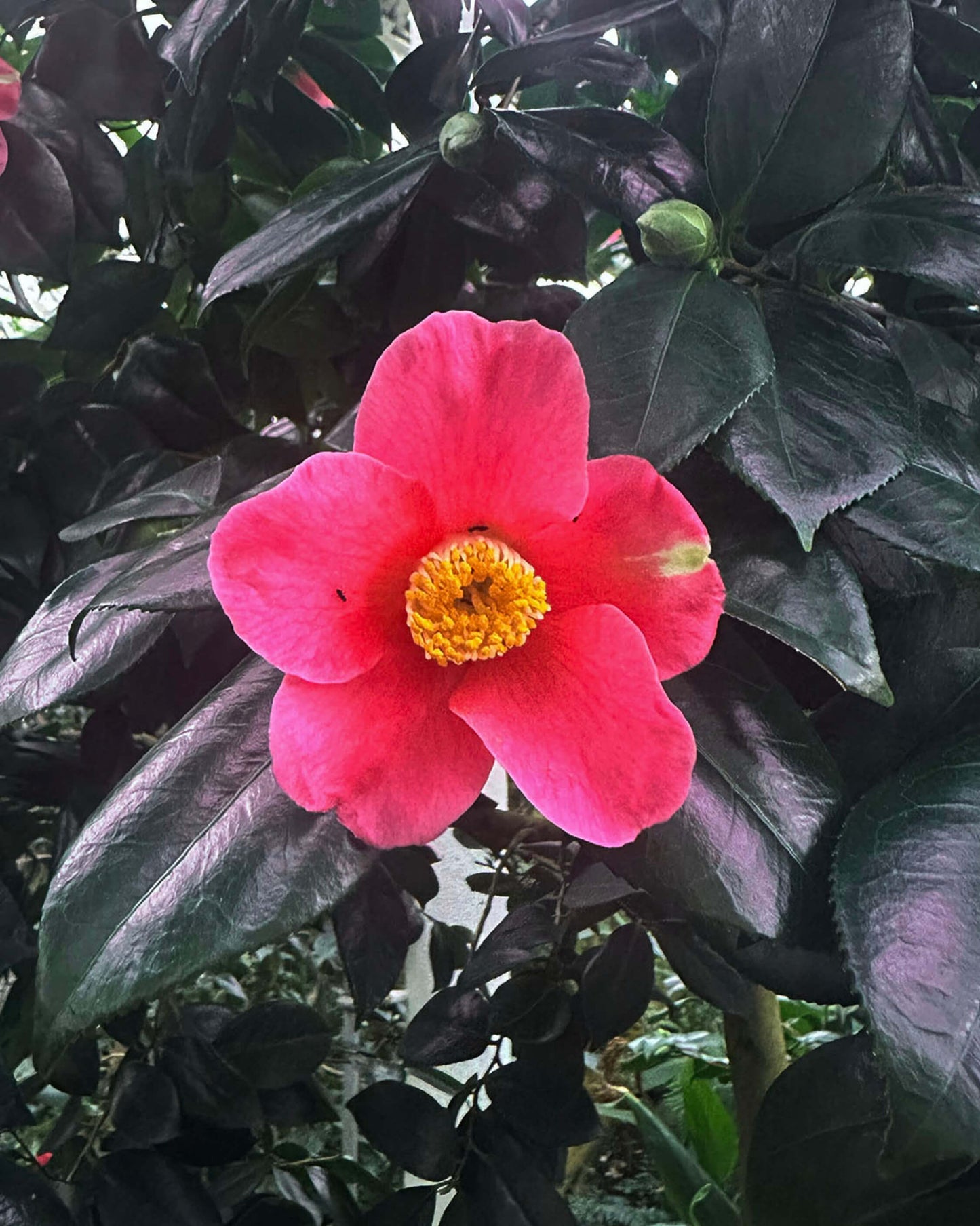 Japanese Camellia