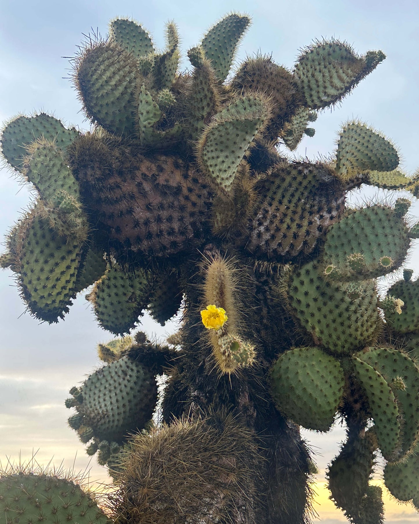 Opuntia