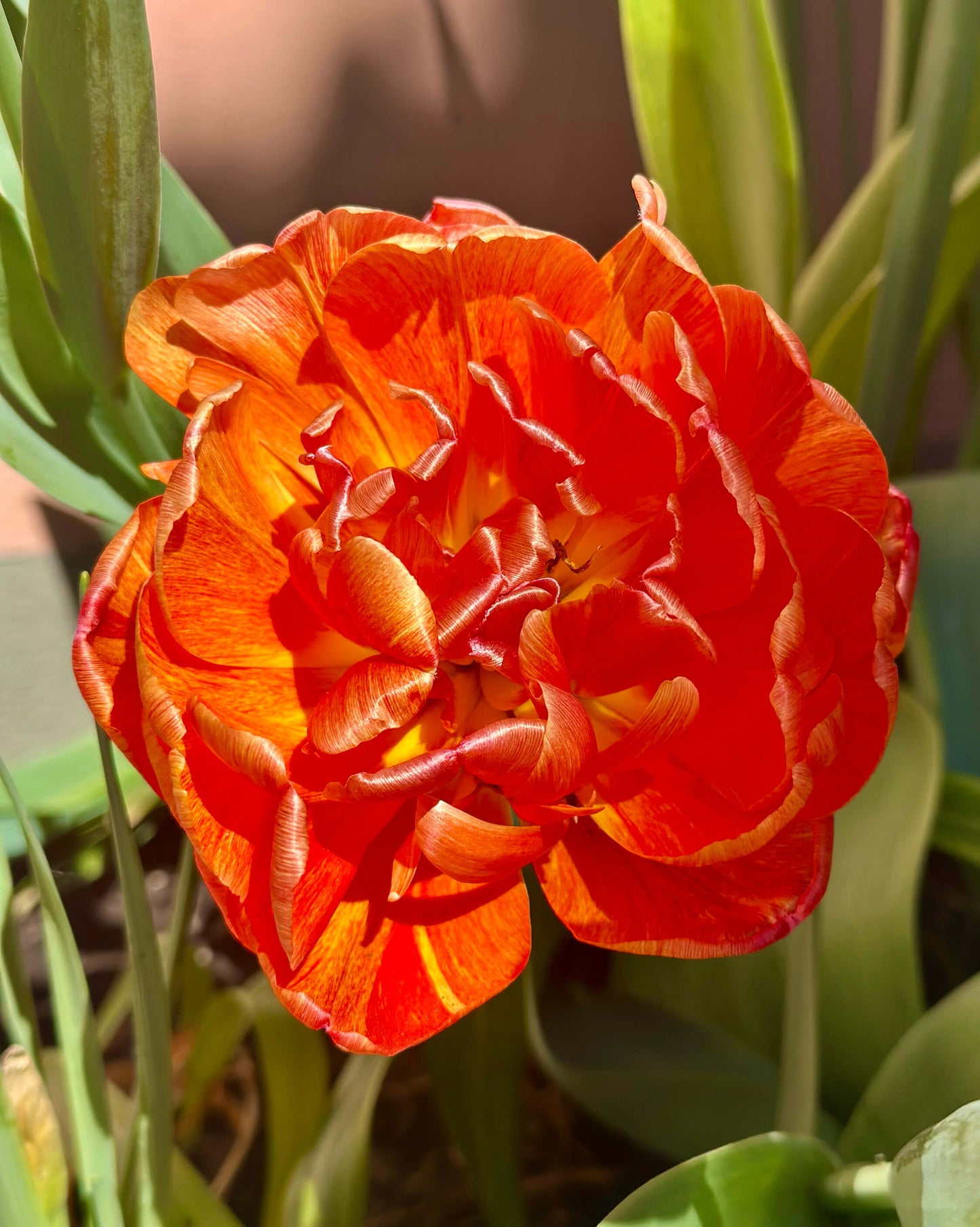 Tulpe im Prenzlauer Berg