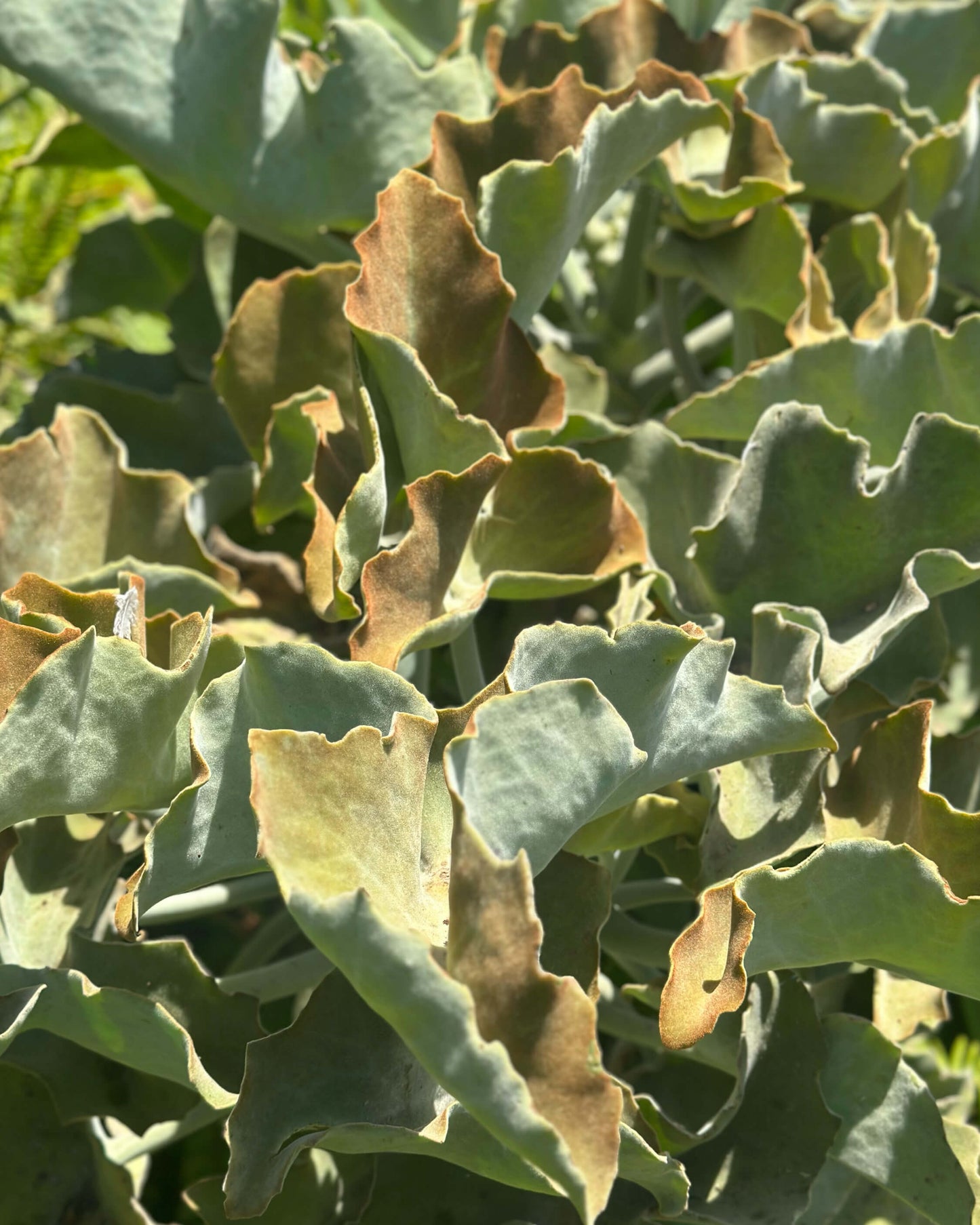 Velvet Elephant Ear