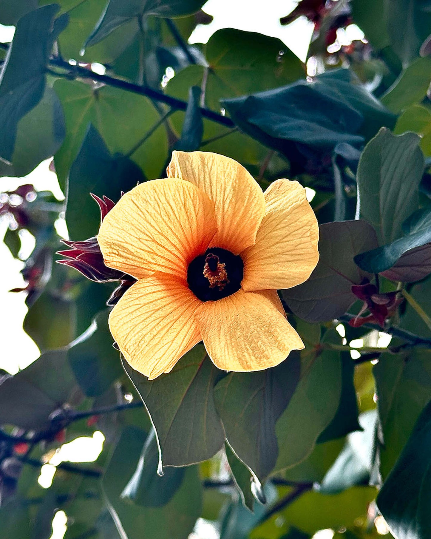 Vivid Hibiscus