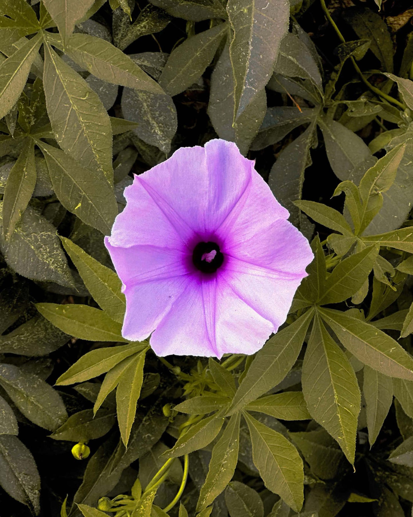 Cairo Morning Glory