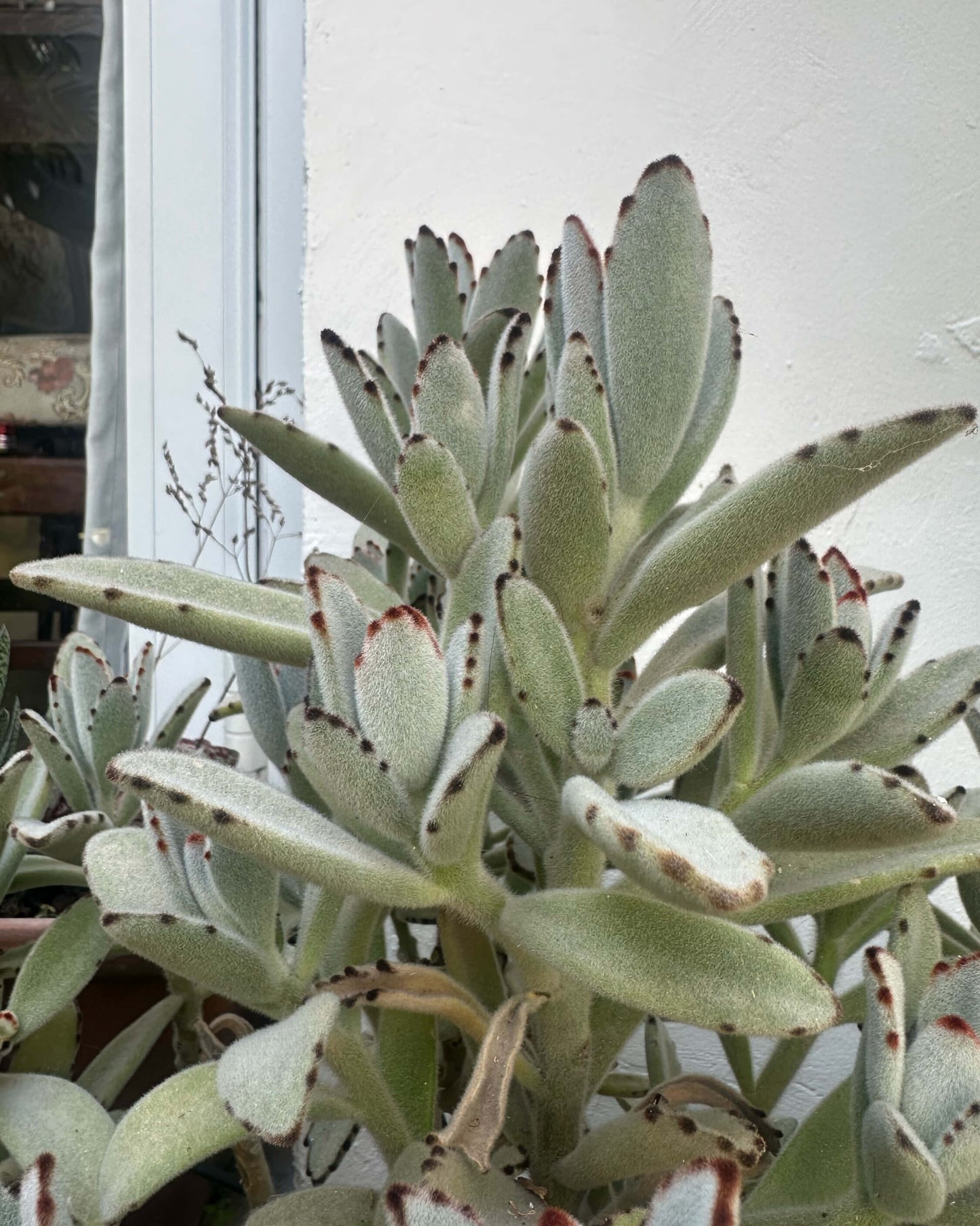 Panda Plant