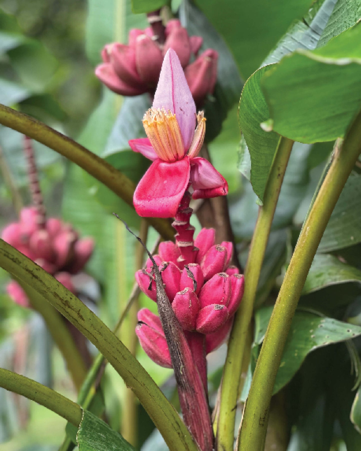 Pink Bananas